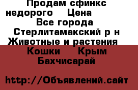 Продам сфинкс недорого  › Цена ­ 1 000 - Все города, Стерлитамакский р-н Животные и растения » Кошки   . Крым,Бахчисарай